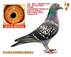 張根林最新鑒鴿，探索鑒鴿新境界