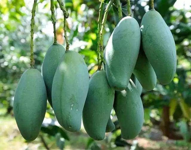 神級農(nóng)場最新章節(jié)，探索未來的農(nóng)業(yè)奇跡