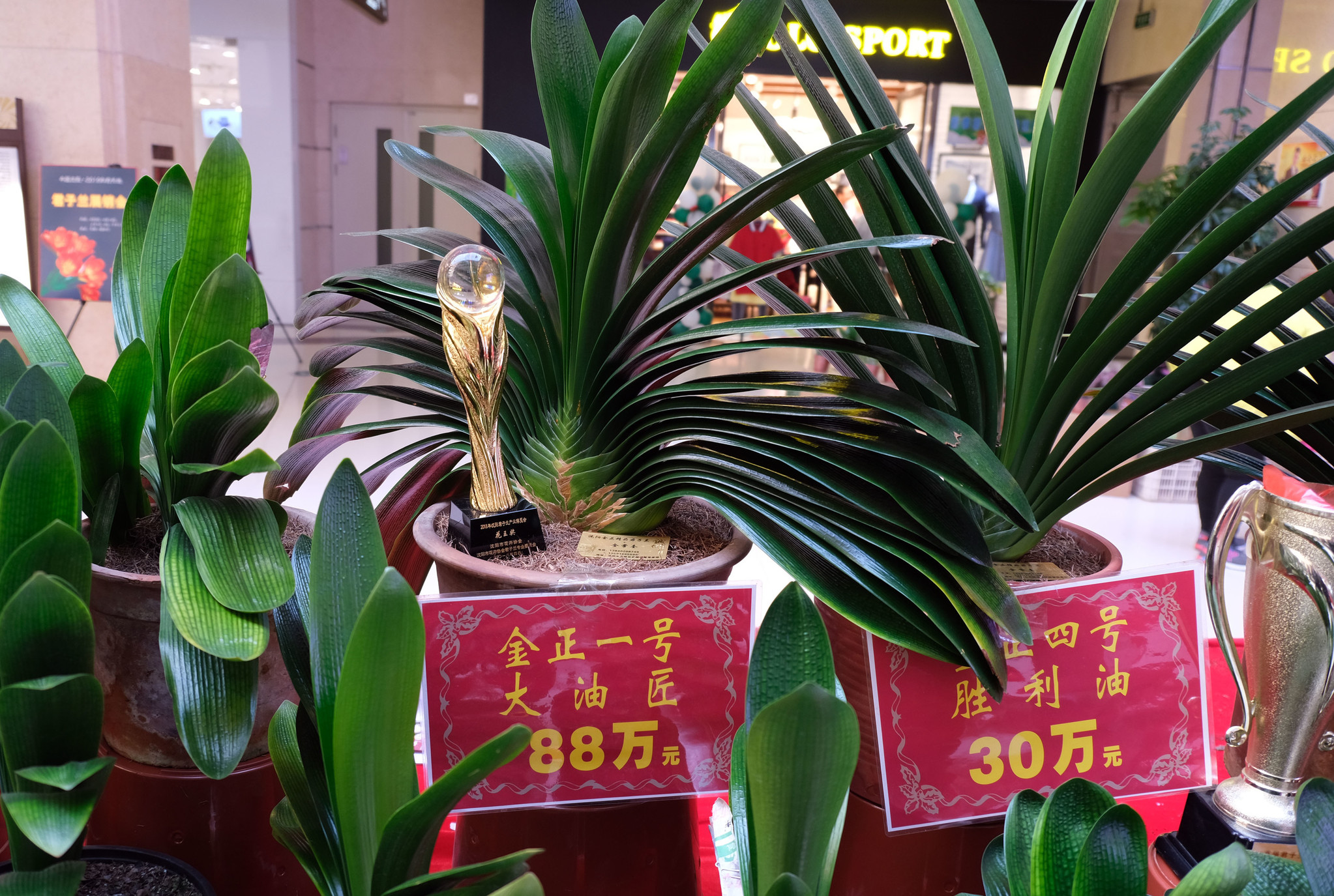 沈陽最新君子蘭珍品，探尋珍稀品種的魅力與價值