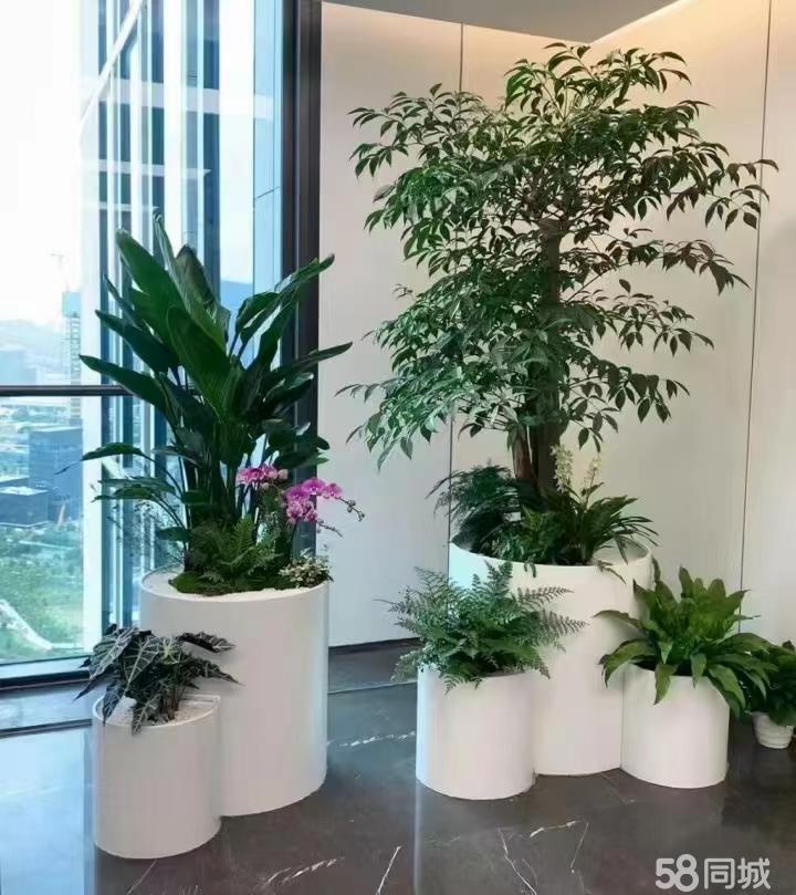 最新招聘，室內(nèi)植物養(yǎng)護(hù)專家